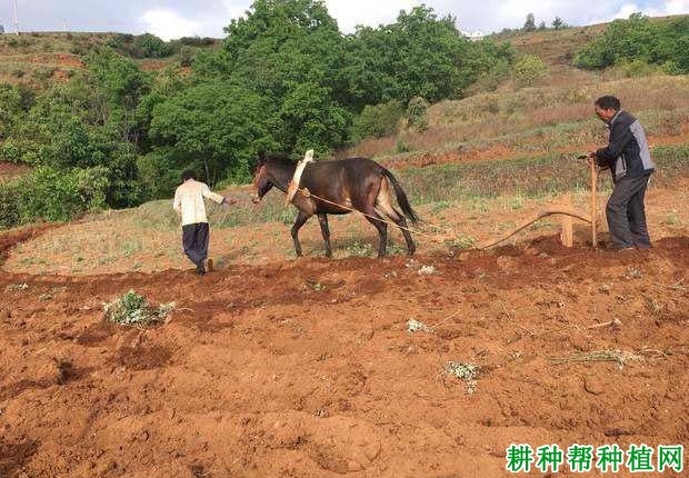 槟榔苗如何种植,一亩地需要多少槟榔苗? 槟榔苗如何种植,一亩地需要多少槟榔苗?