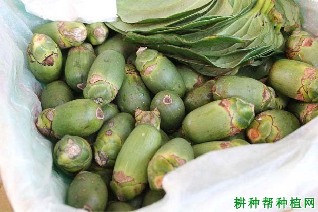 槟榔有什么好处和坏处? 槟榔有什么好处和坏处?