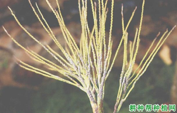 槟榔如何防治蚜虫? 槟榔如何防治蚜虫?