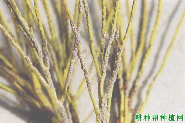 槟榔如何防治蚜虫? 槟榔如何防治蚜虫?