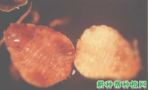 槟榔如何防治蚜虫? 槟榔如何防治蚜虫?