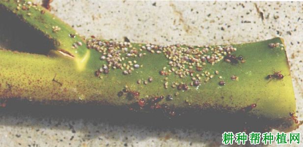 槟榔如何防治蚜虫? 槟榔如何防治蚜虫?