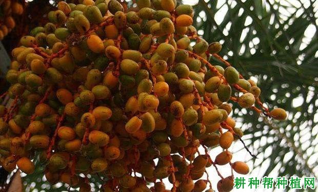 槟榔如何用种子育苗? 槟榔如何用种子育苗?