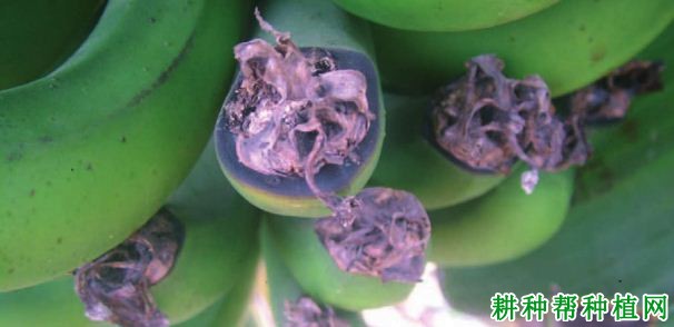 香蕉烟头病如何防治? 香蕉烟头病如何防治?