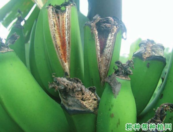 香蕉烟头病如何防治? 香蕉烟头病如何防治?