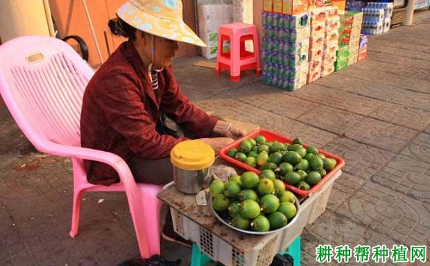 吃槟榔对人体起什么作用? 吃槟榔对人体起什么作用?