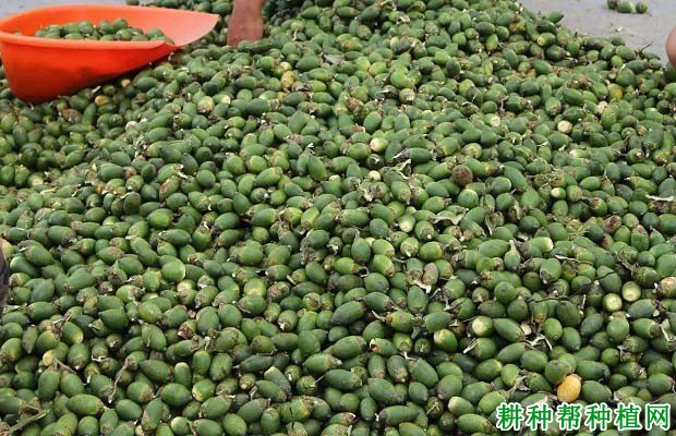 吃槟榔对人体起什么作用? 吃槟榔对人体起什么作用?