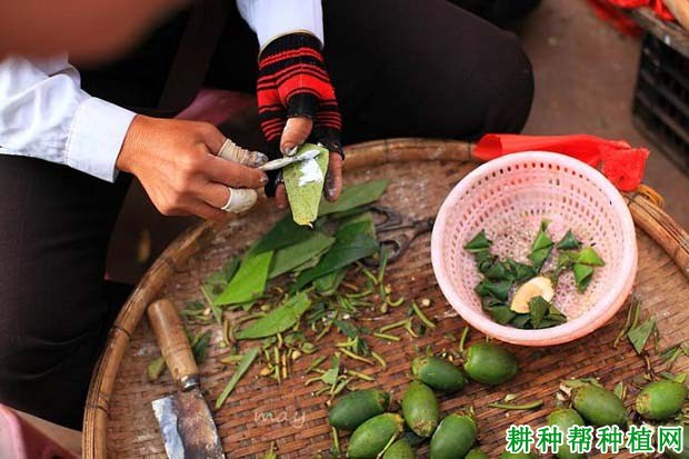吃槟榔对人体起什么作用? 吃槟榔对人体起什么作用?