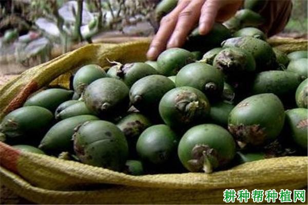 吃槟榔对人体起什么作用? 吃槟榔对人体起什么作用?