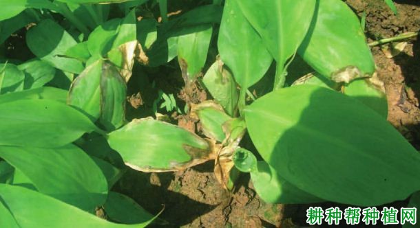 香蕉苗纹枯病如何防治? 香蕉苗纹枯病如何防治?