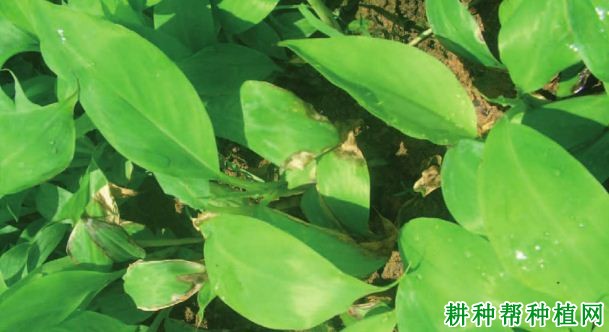 香蕉苗纹枯病如何防治? 香蕉苗纹枯病如何防治?