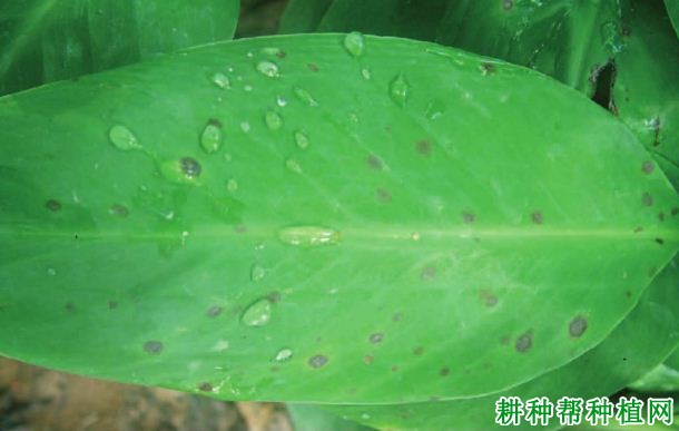 香蕉梨孢菌叶斑病如何防治? 香蕉梨孢菌叶斑病如何防治?