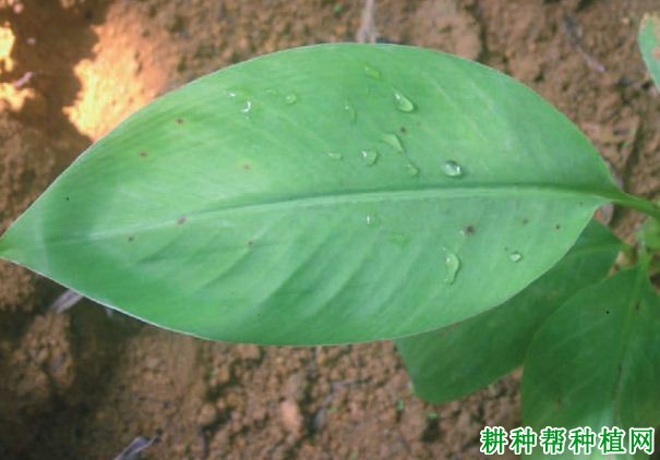 香蕉梨孢菌叶斑病如何防治? 香蕉梨孢菌叶斑病如何防治?