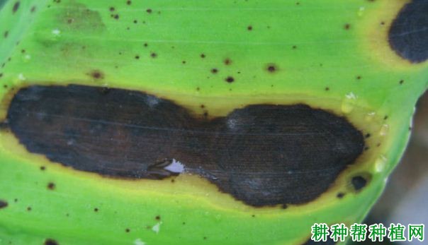 香蕉梨孢菌叶斑病如何防治? 香蕉梨孢菌叶斑病如何防治?