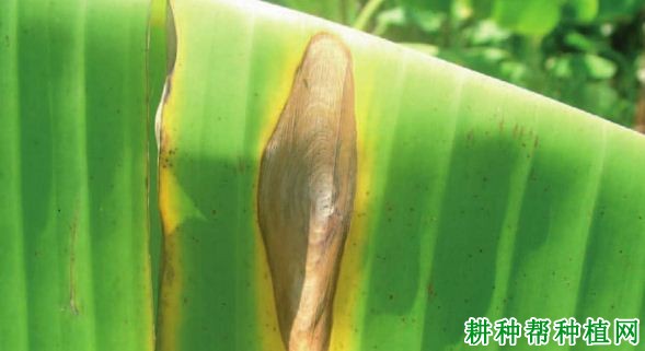 香蕉拟盘多毛孢叶斑病如何防治? 香蕉拟盘多毛孢叶斑病如何防治?