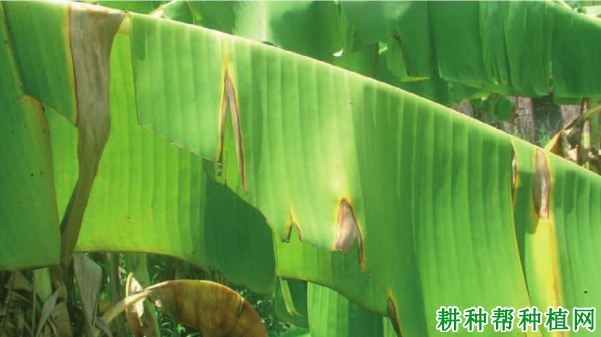 香蕉拟盘多毛孢叶斑病如何防治? 香蕉拟盘多毛孢叶斑病如何防治?