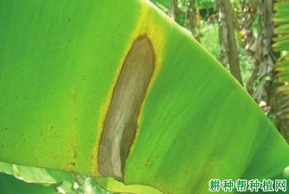 香蕉拟盘多毛孢叶斑病如何防治? 香蕉拟盘多毛孢叶斑病如何防治?