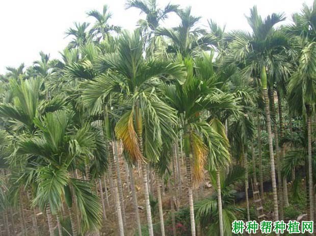 槟德1号和槟德2号槟榔品种好不好? 槟德1号和槟德2号槟榔品种好不好?