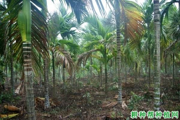 槟德1号和槟德2号槟榔品种好不好? 槟德1号和槟德2号槟榔品种好不好?