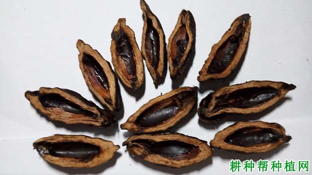 槟榔果实含有哪些化学成分? 槟榔果实含有哪些化学成分?