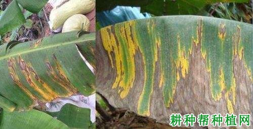 香蕉长形斑病如何防治? 香蕉长形斑病如何防治?