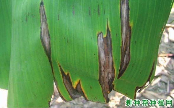 香蕉长形斑病如何防治? 香蕉长形斑病如何防治?