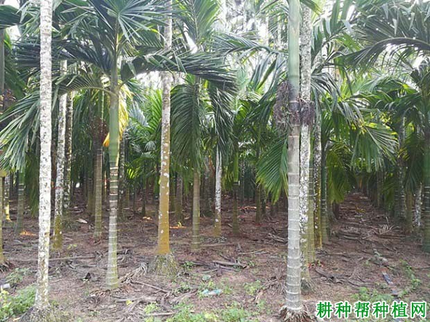 热研1号槟榔品种好不好? 热研1号槟榔品种好不好?