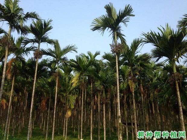 种植槟榔怎样防寒? 种植槟榔怎样防寒?