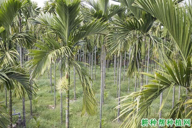 种植槟榔怎样防寒? 种植槟榔怎样防寒?