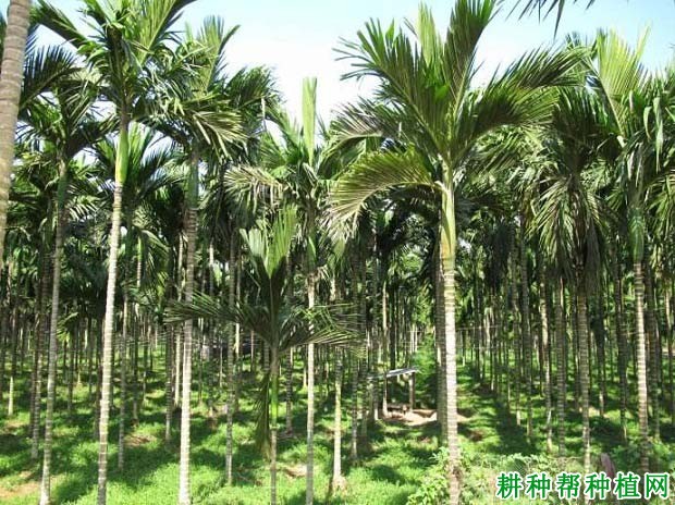 热研1号槟榔品种好不好? 热研1号槟榔品种好不好?