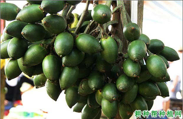 热研1号槟榔品种好不好? 热研1号槟榔品种好不好?
