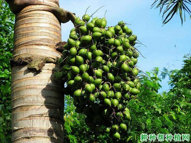 槟榔的品种如何区分? 槟榔的品种如何区分?