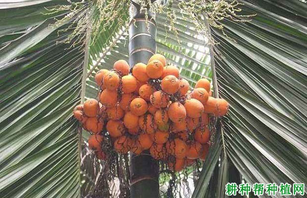 槟榔的品种如何区分? 槟榔的品种如何区分?