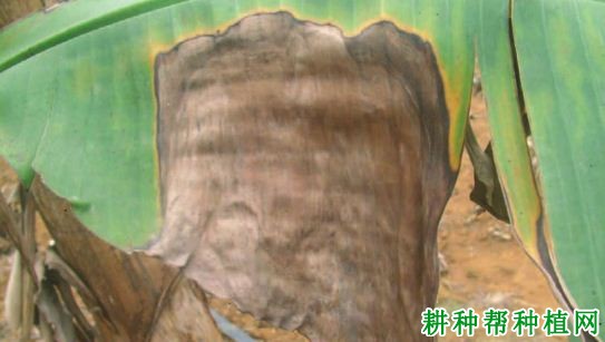 香蕉大灰斑病如何防治? 香蕉大灰斑病如何防治?