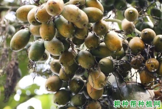 槟榔的品种如何区分? 槟榔的品种如何区分?