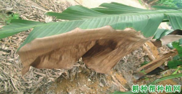 香蕉大灰斑病如何防治? 香蕉大灰斑病如何防治?