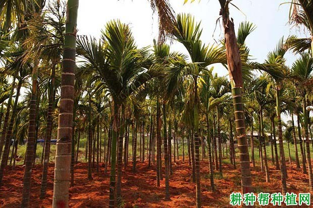 种植槟榔怎样施肥能高产? 种植槟榔怎样施肥能高产?
