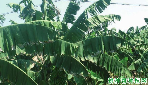 香蕉叶缘枯斑病如何防治? 香蕉叶缘枯斑病如何防治?