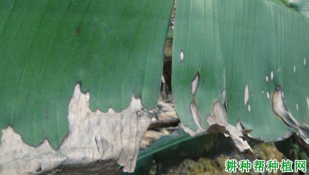 香蕉叶缘枯斑病如何防治? 香蕉叶缘枯斑病如何防治?