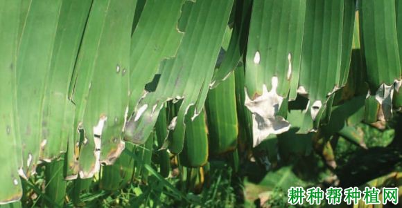 香蕉叶缘枯斑病如何防治? 香蕉叶缘枯斑病如何防治?
