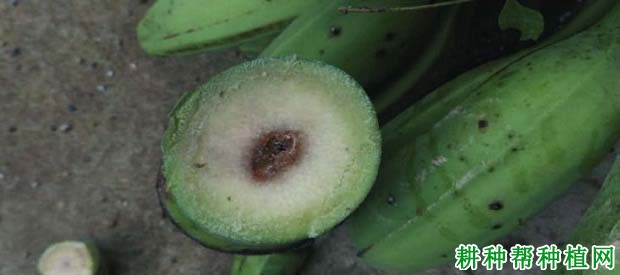 香蕉细菌性枯萎病如何防治? 香蕉细菌性枯萎病如何防治?