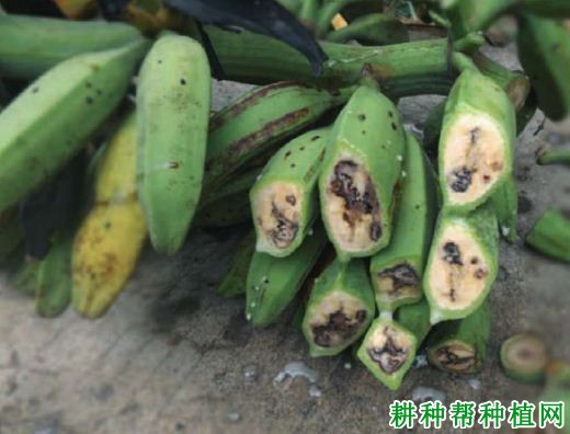 香蕉细菌性枯萎病如何防治? 香蕉细菌性枯萎病如何防治?