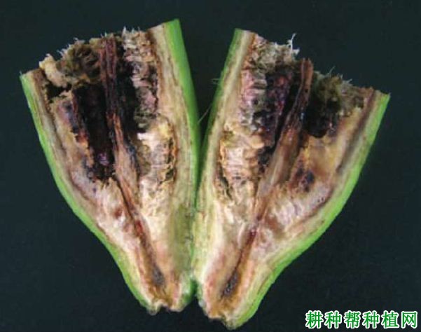 香蕉细菌性枯萎病如何防治? 香蕉细菌性枯萎病如何防治?