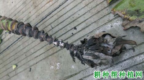 香蕉细菌性枯萎病如何防治? 香蕉细菌性枯萎病如何防治?