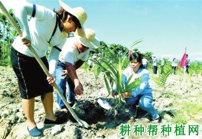 种植槟榔如何抗旱? 种植槟榔如何抗旱?