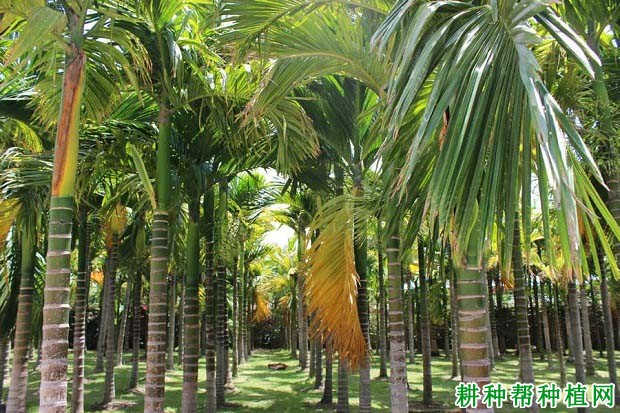 种植槟榔用什么方法浇水**? 种植槟榔用什么方法浇水**?
