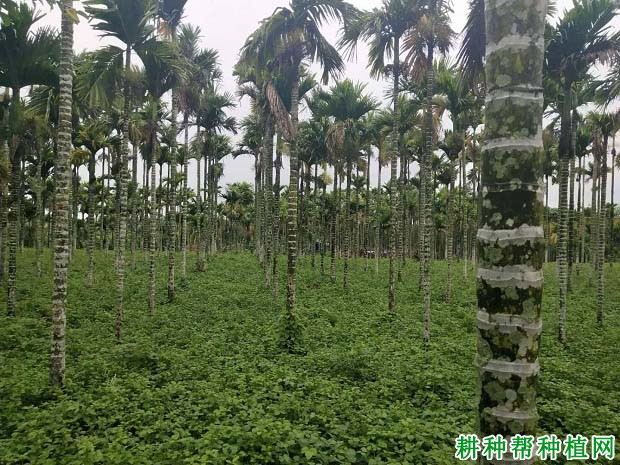 种植槟榔用什么方法浇水**? 种植槟榔用什么方法浇水**?