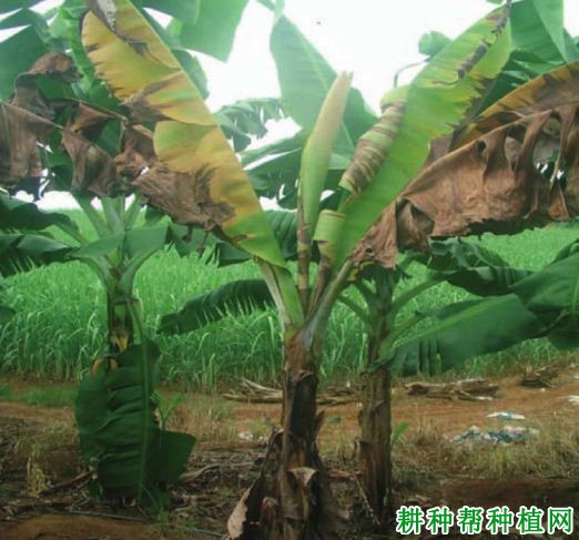 香蕉细菌性软腐病如何防治? 香蕉细菌性软腐病如何防治?