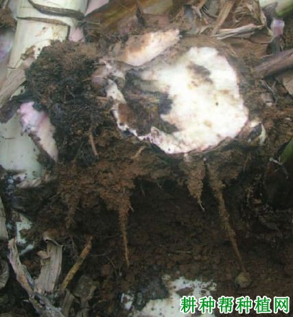 香蕉细菌性软腐病如何防治? 香蕉细菌性软腐病如何防治?