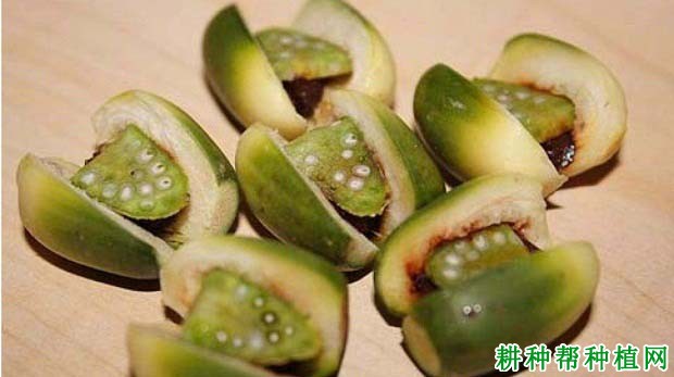 经常吃槟榔有什么坏处? 经常吃槟榔有什么坏处?